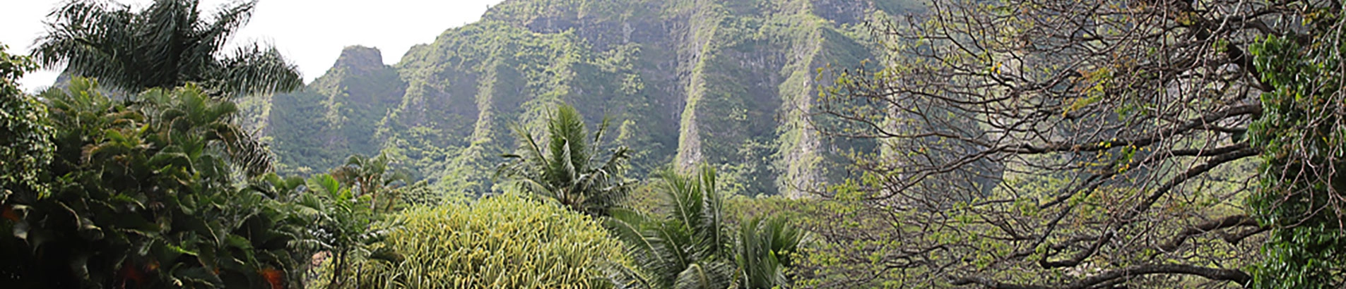 Kualoa Ranch mountain wedding backdrop